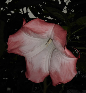 Frosty Pink Angel's Trumpet, Wedding Bells, Brugmansia x sauvoleans 'Frosty Pink'